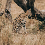USA to Uganda Travel