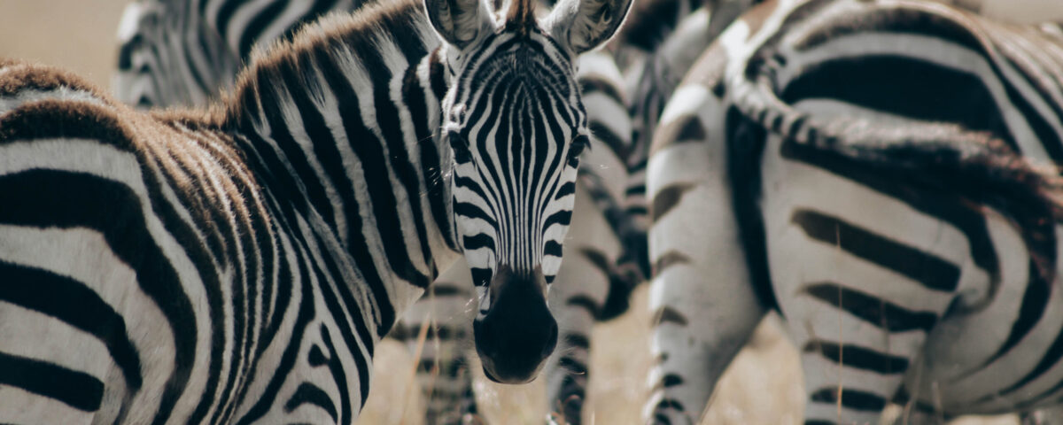 Lake Mburo National Park