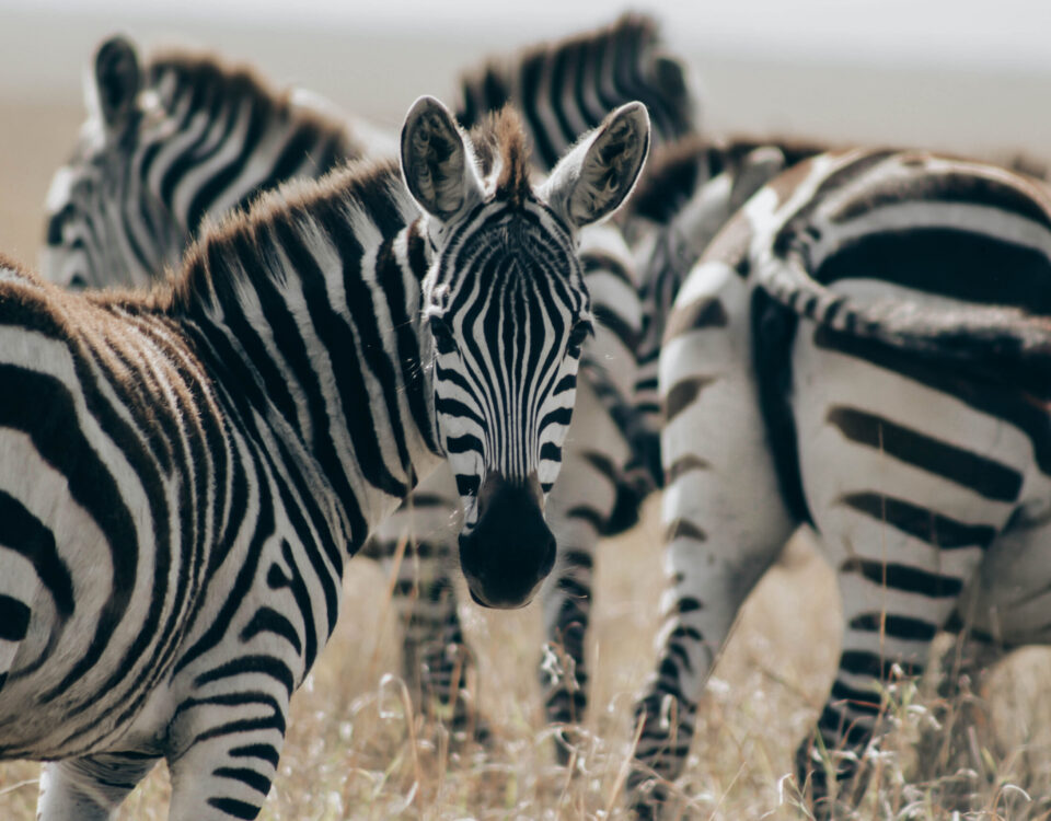 Lake Mburo National Park