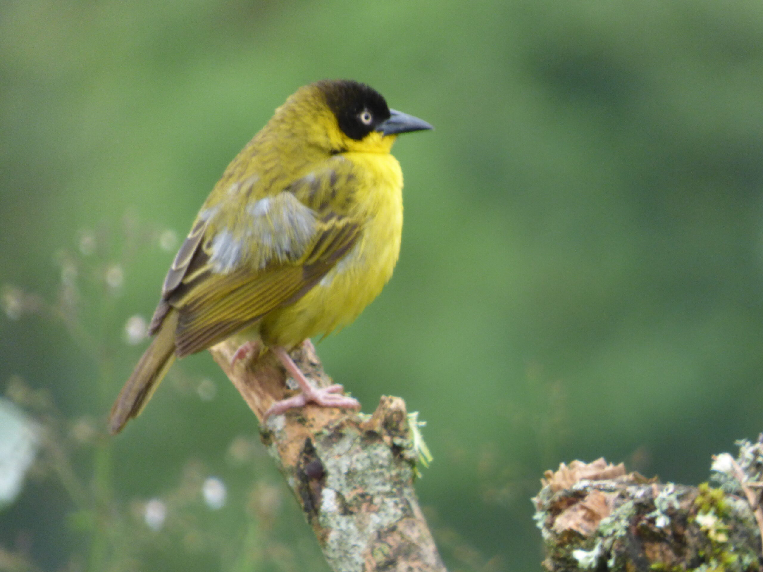 Birding Hotspots in East Africa