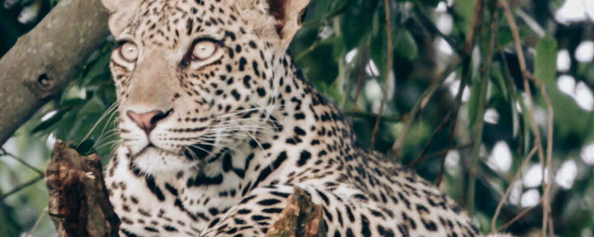 affordable Tanzania safari destinations
