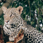 affordable Tanzania safari destinations