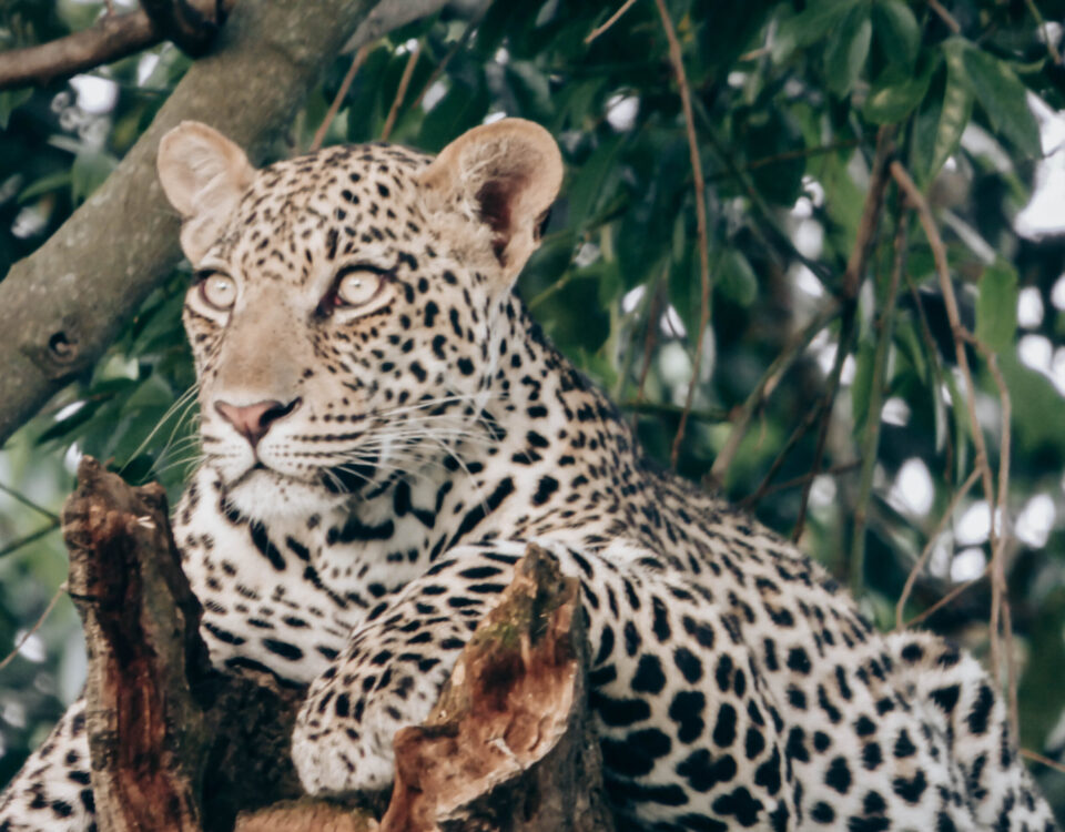 affordable Tanzania safari destinations