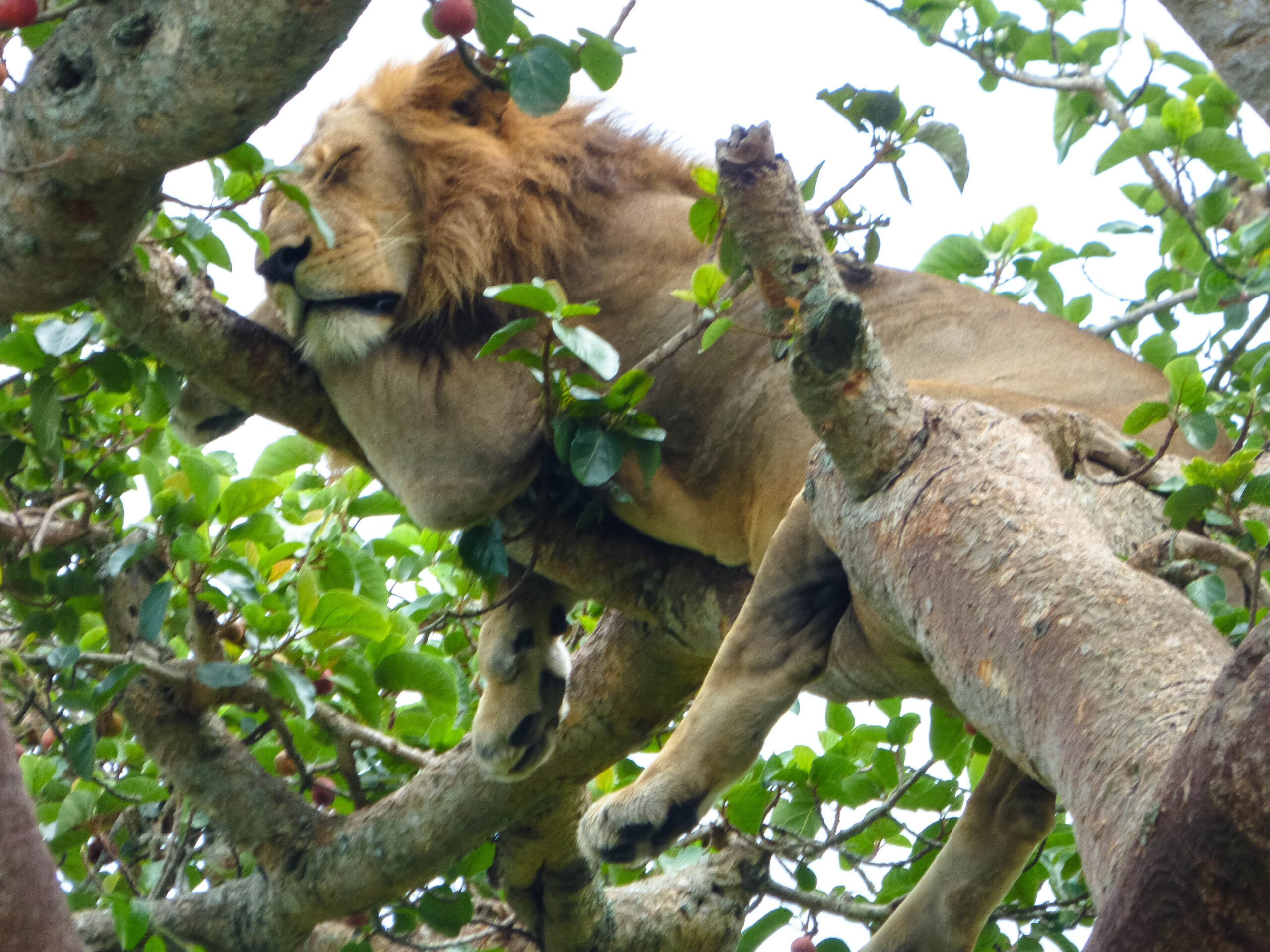 first-time safari in Africa