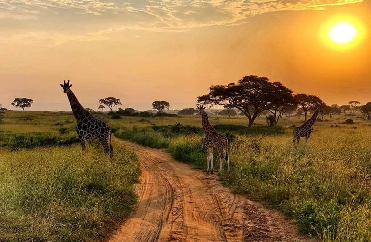 Maasai Mara vs Serengeti