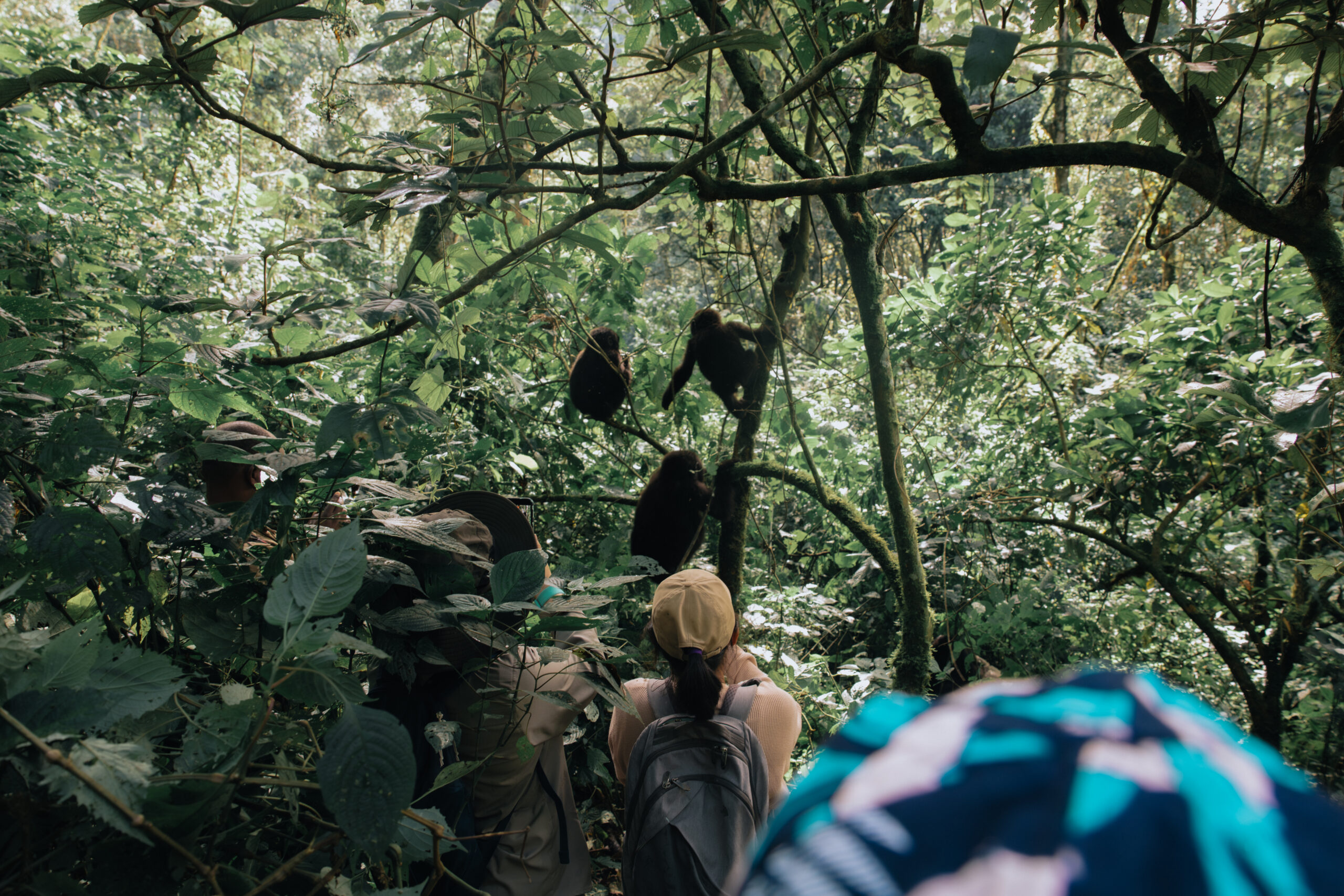 Why Do People Wear Masks When Gorilla Trekking?