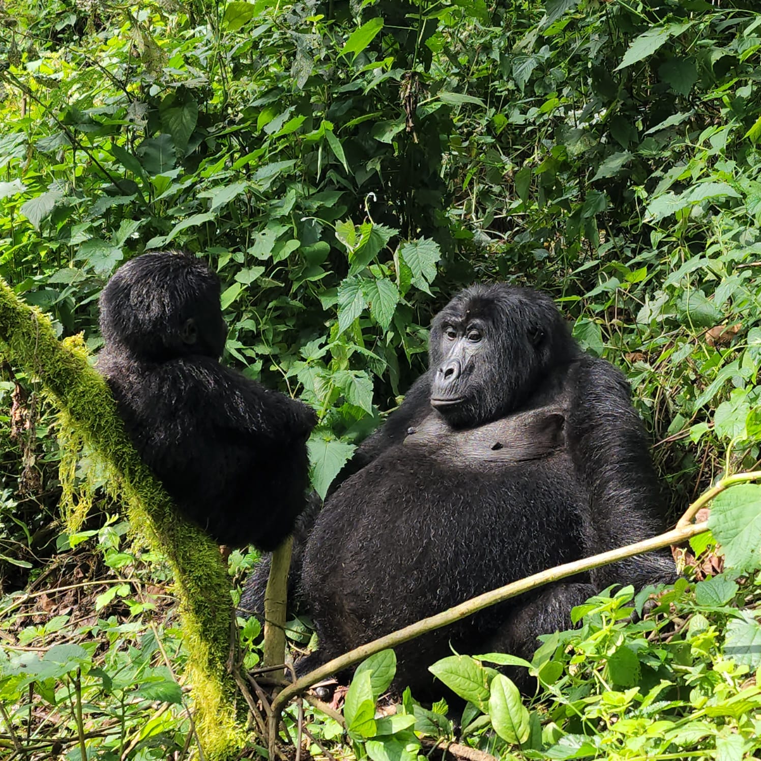 Uganda Safari 2026