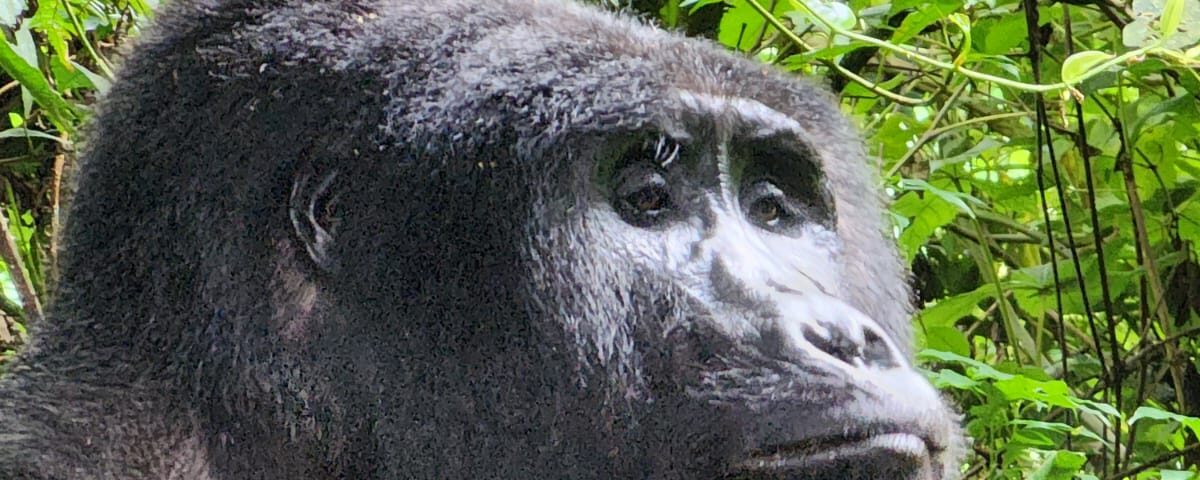 Uganda Safari 2026 Bwindi and Murchison Falls