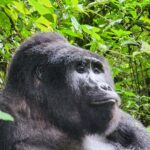 Uganda Safari 2026 Bwindi and Murchison Falls
