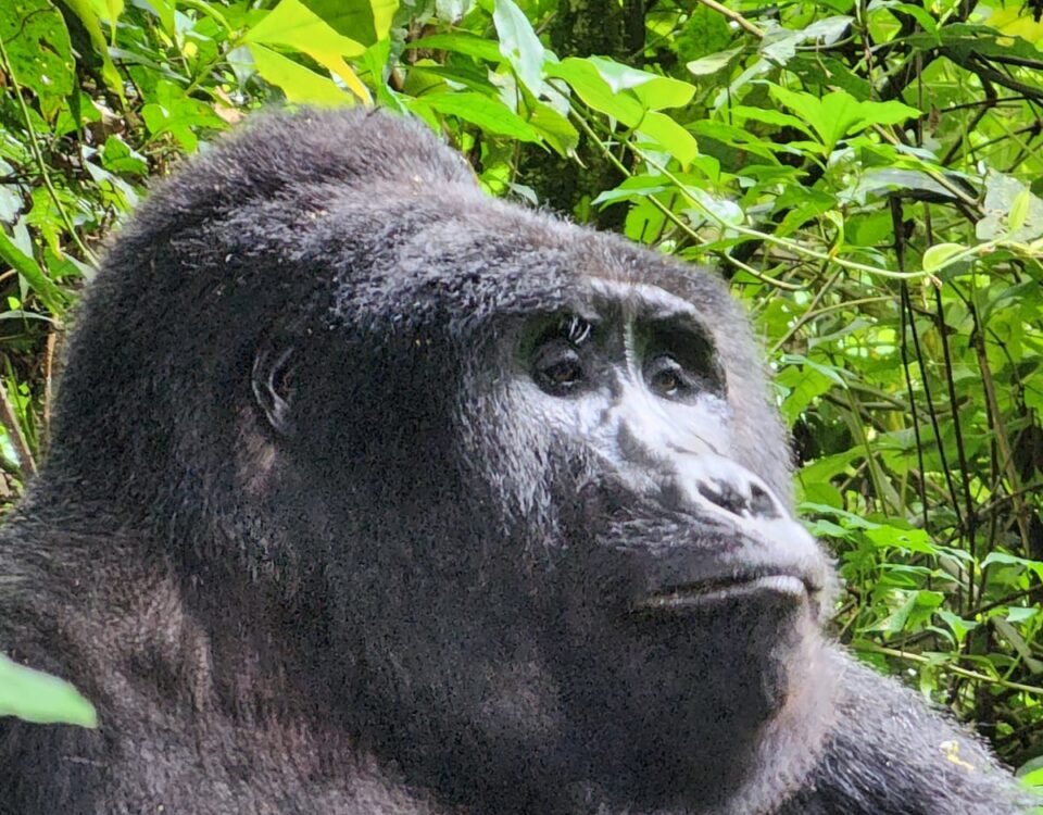 Uganda Safari 2026 Bwindi and Murchison Falls