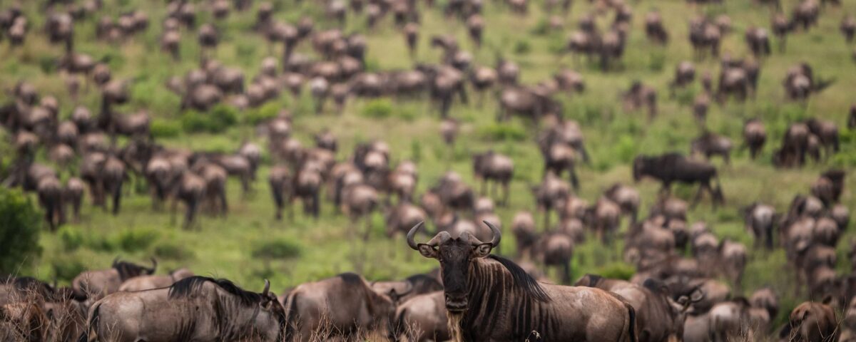 top high-action safari experiences.