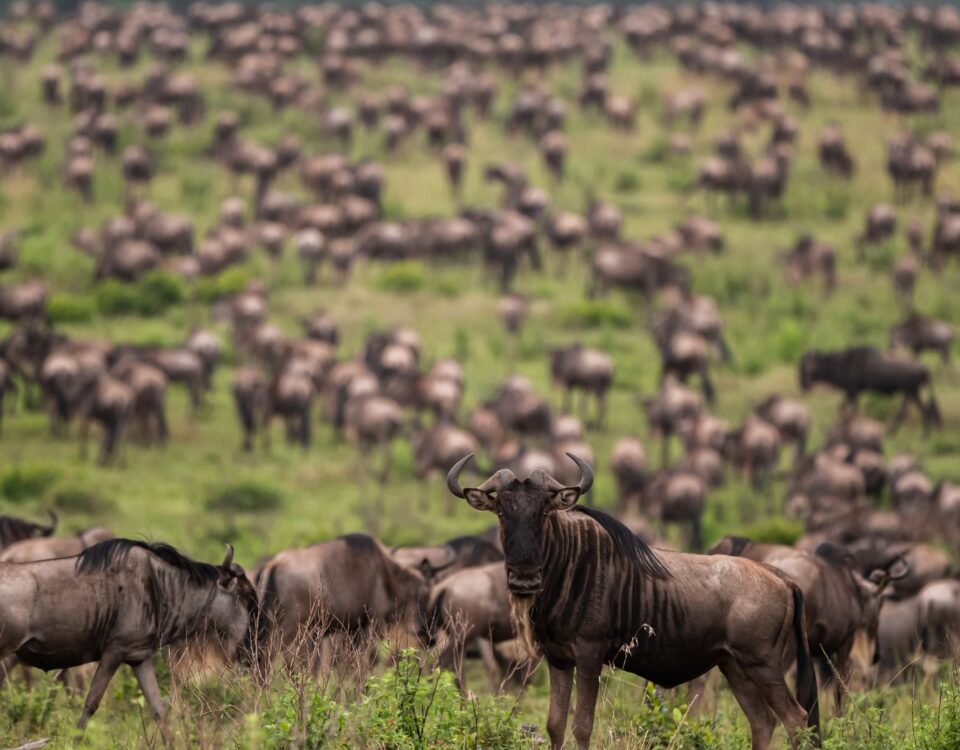 top high-action safari experiences.