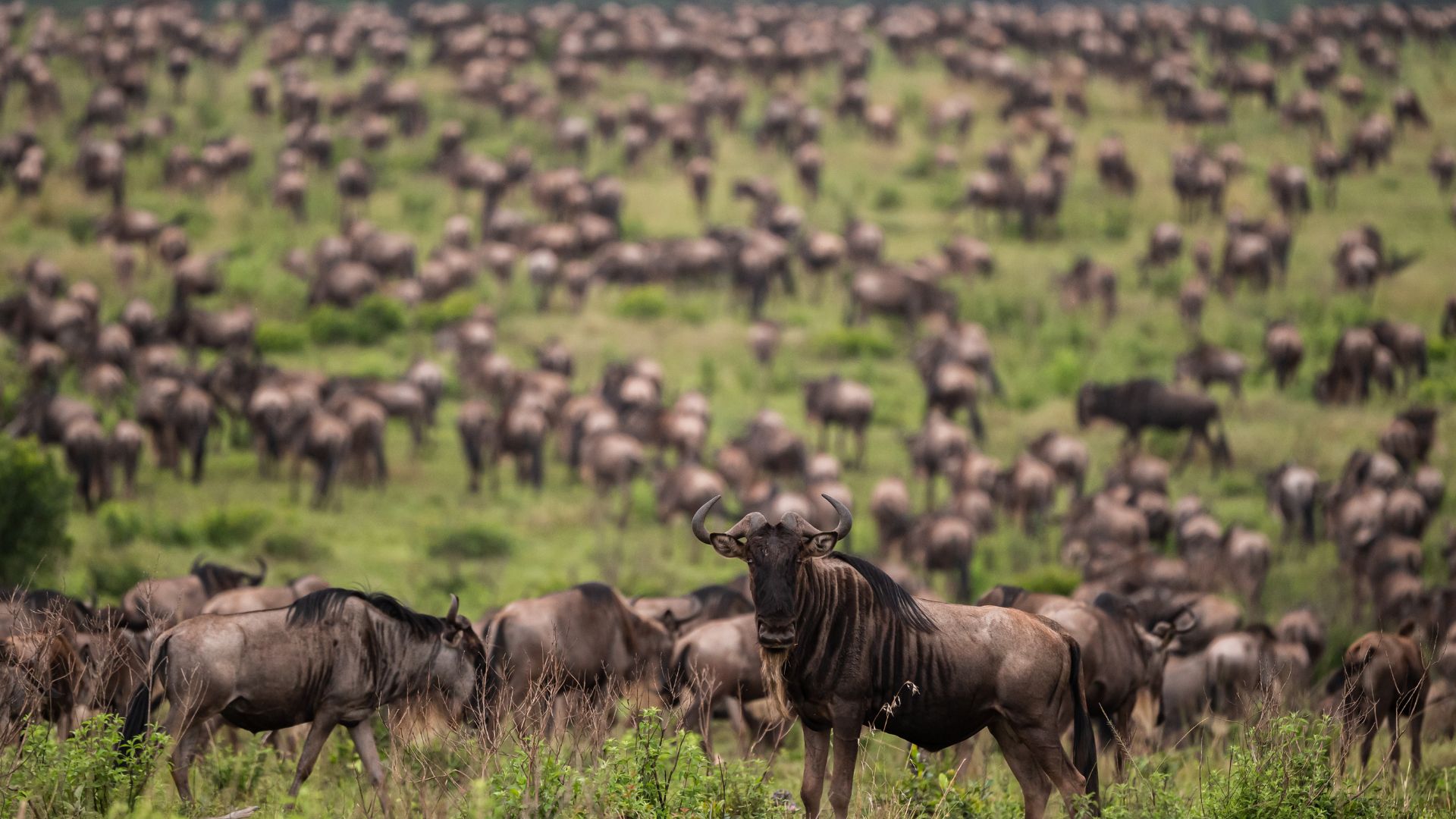 When to See the Great Migration in Tanzania