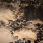 Great Migration Mara River Crossing 2026