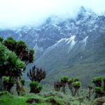 cloud forests