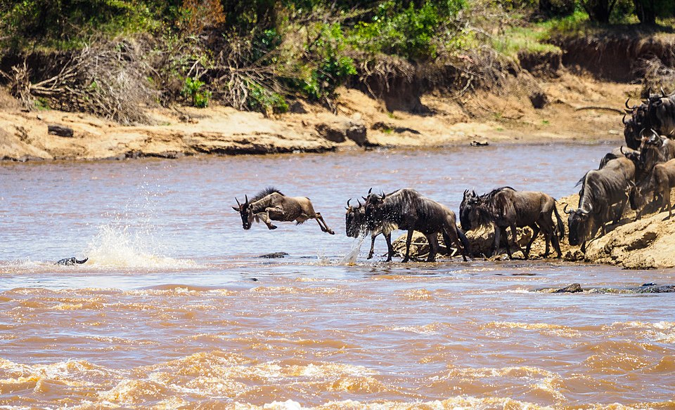 Maasai Mara vs Serengeti