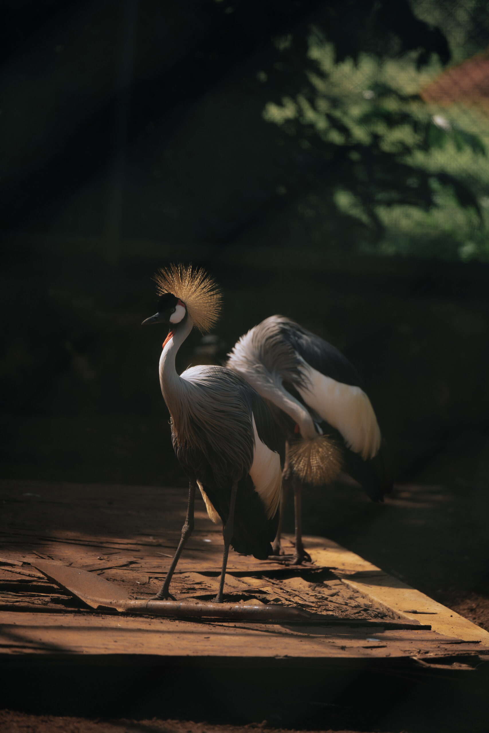 birding in Uganda