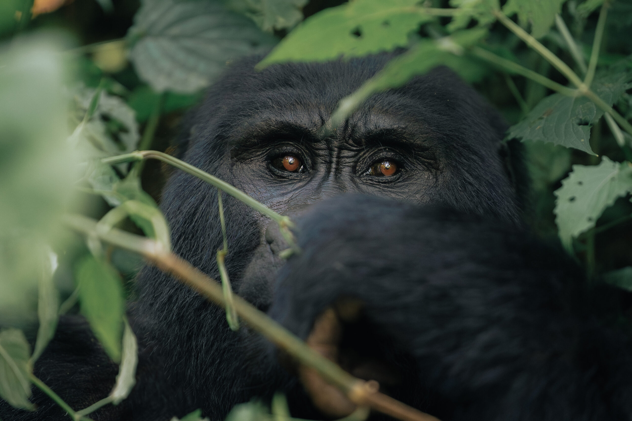 best time to visit uganda