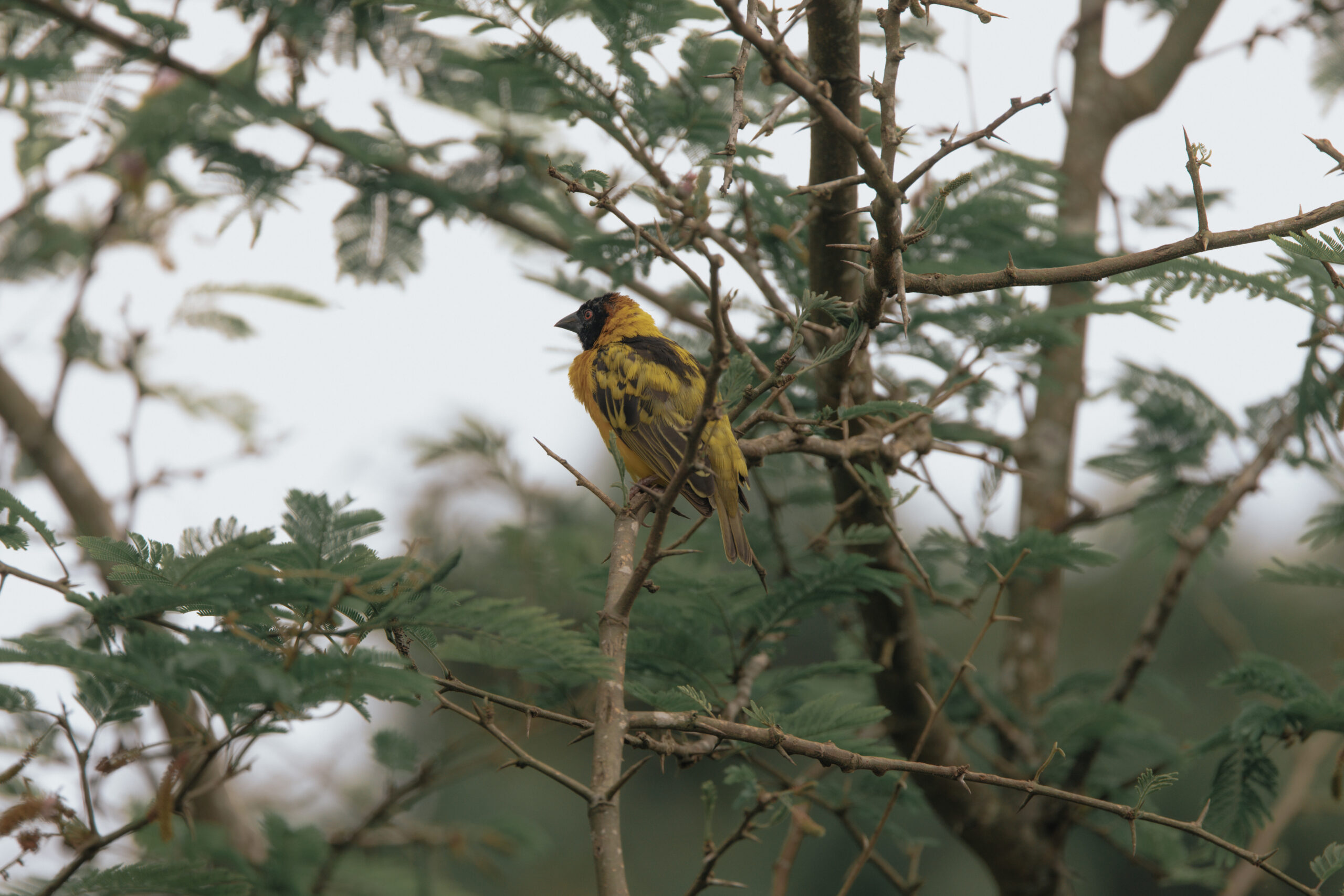 birding in Uganda