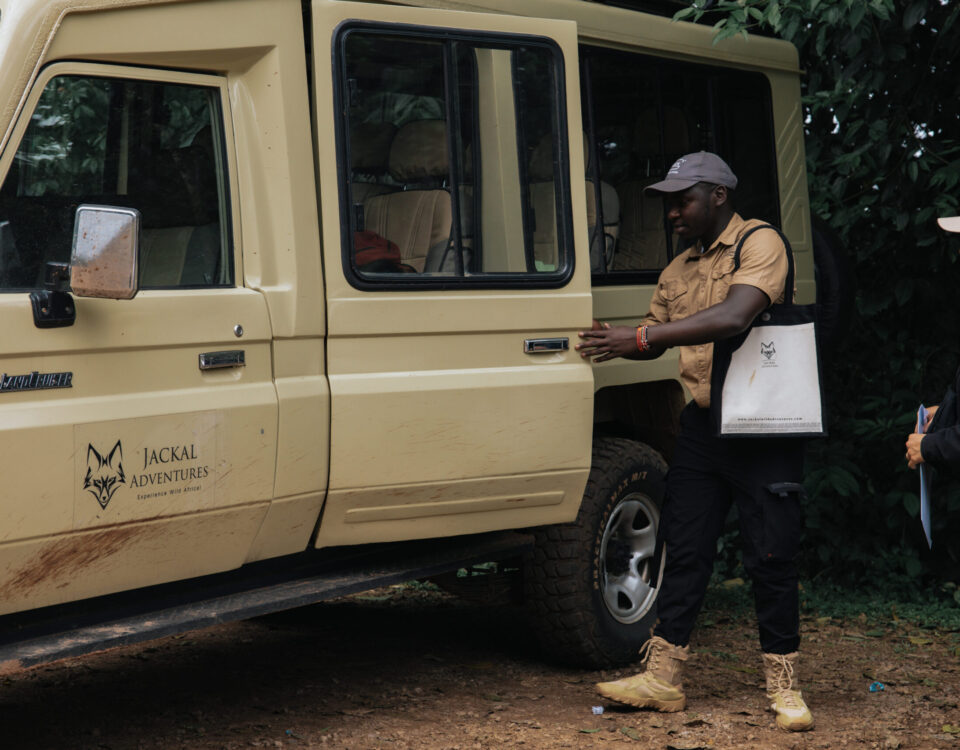 gorilla trekking what to expect