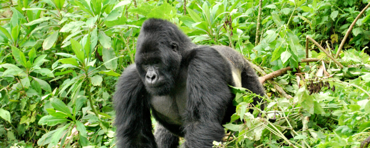 9-Day Uganda Experience Safari