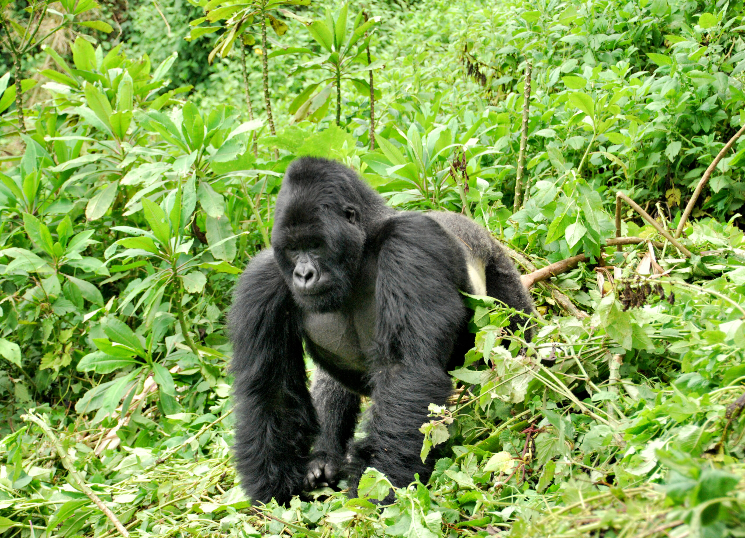 Gorilla Trekking Permit in Uganda
