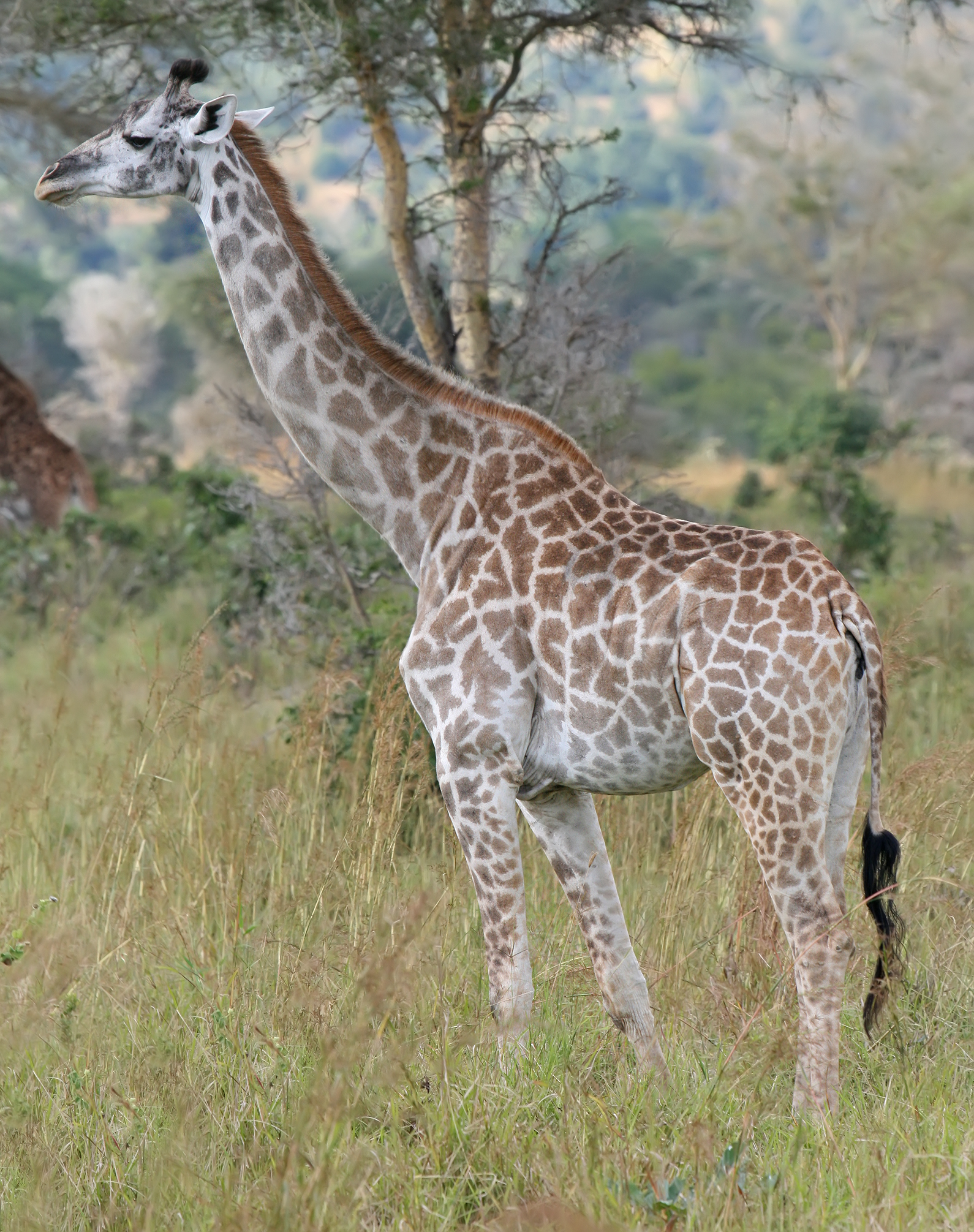 Samburu Reserve facts