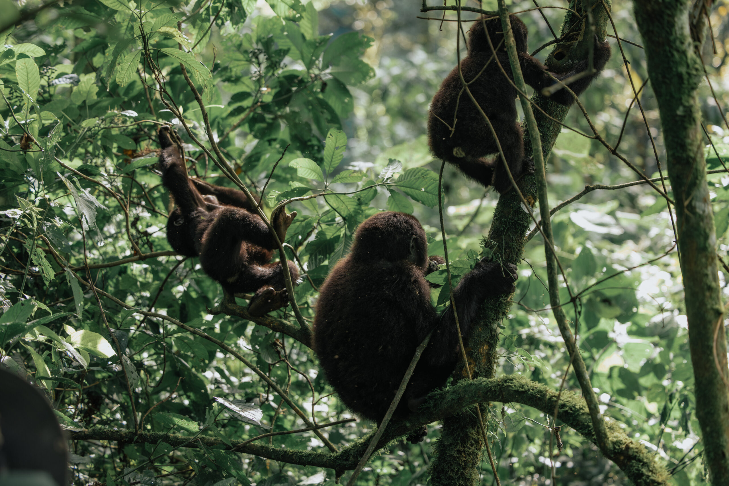 best time to visit Uganda