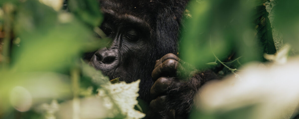 bwindi vs mgahinga