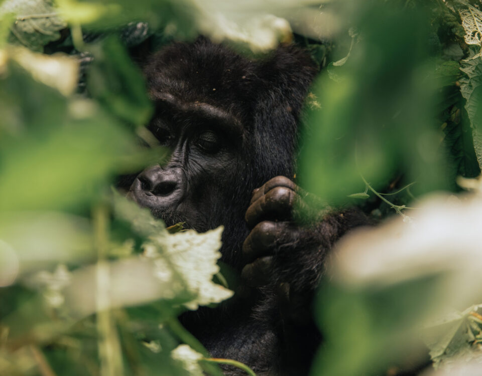 bwindi vs mgahinga