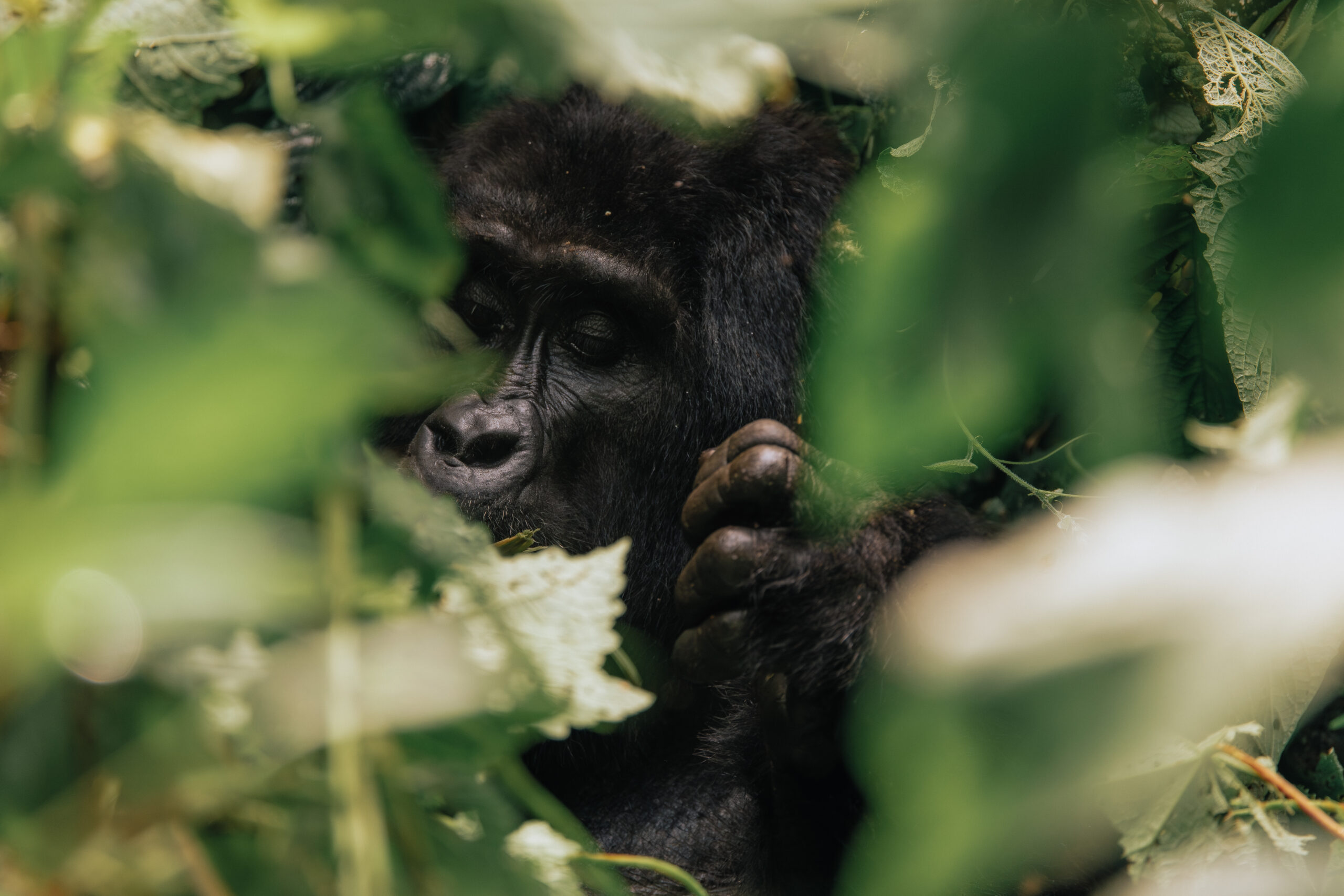 Day 4 — Drive from Bwindi to Kasese Town