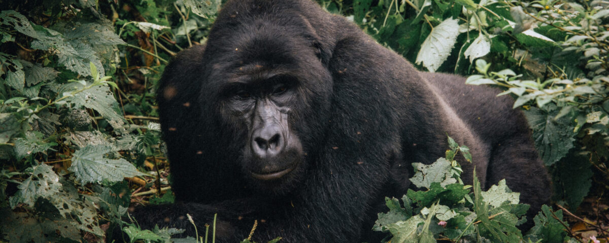 gorilla habituation experience vs gorilla trekking
