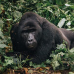 gorilla habituation experience vs gorilla trekking