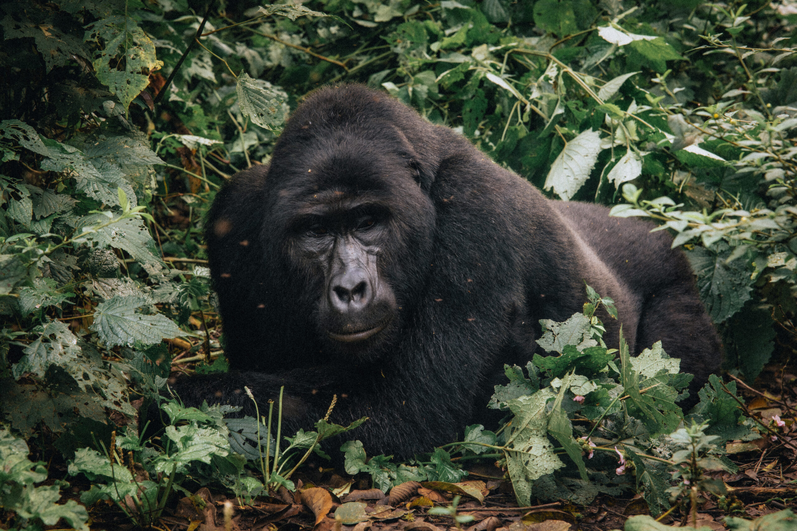 Day 4 — Transfer to Bwindi Impenetrable National Park