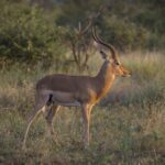 What makes Jackal Adventures different