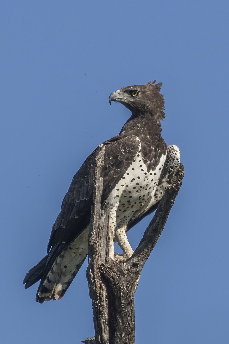raptors of the Nile
