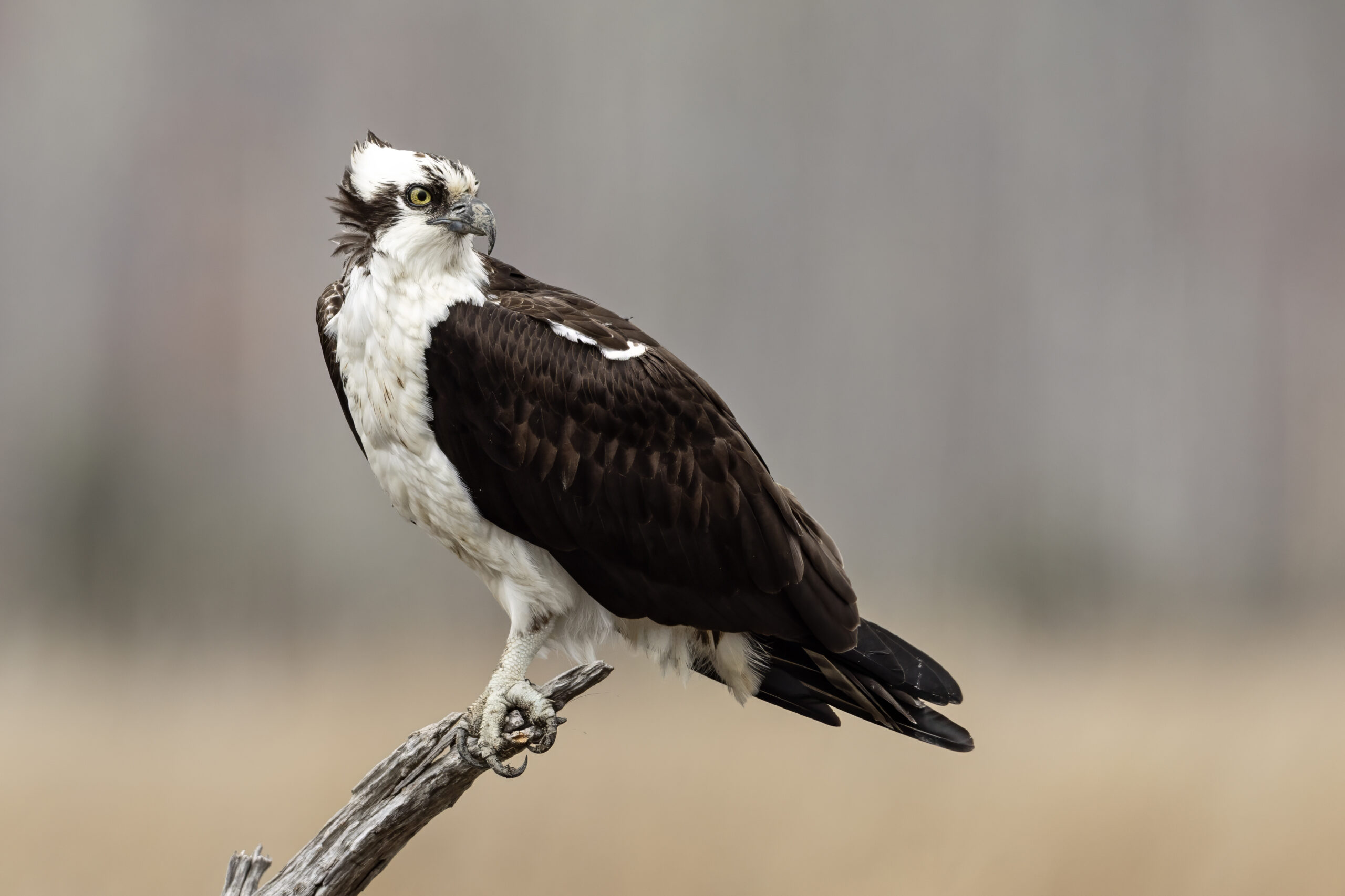 raptor migration corridor