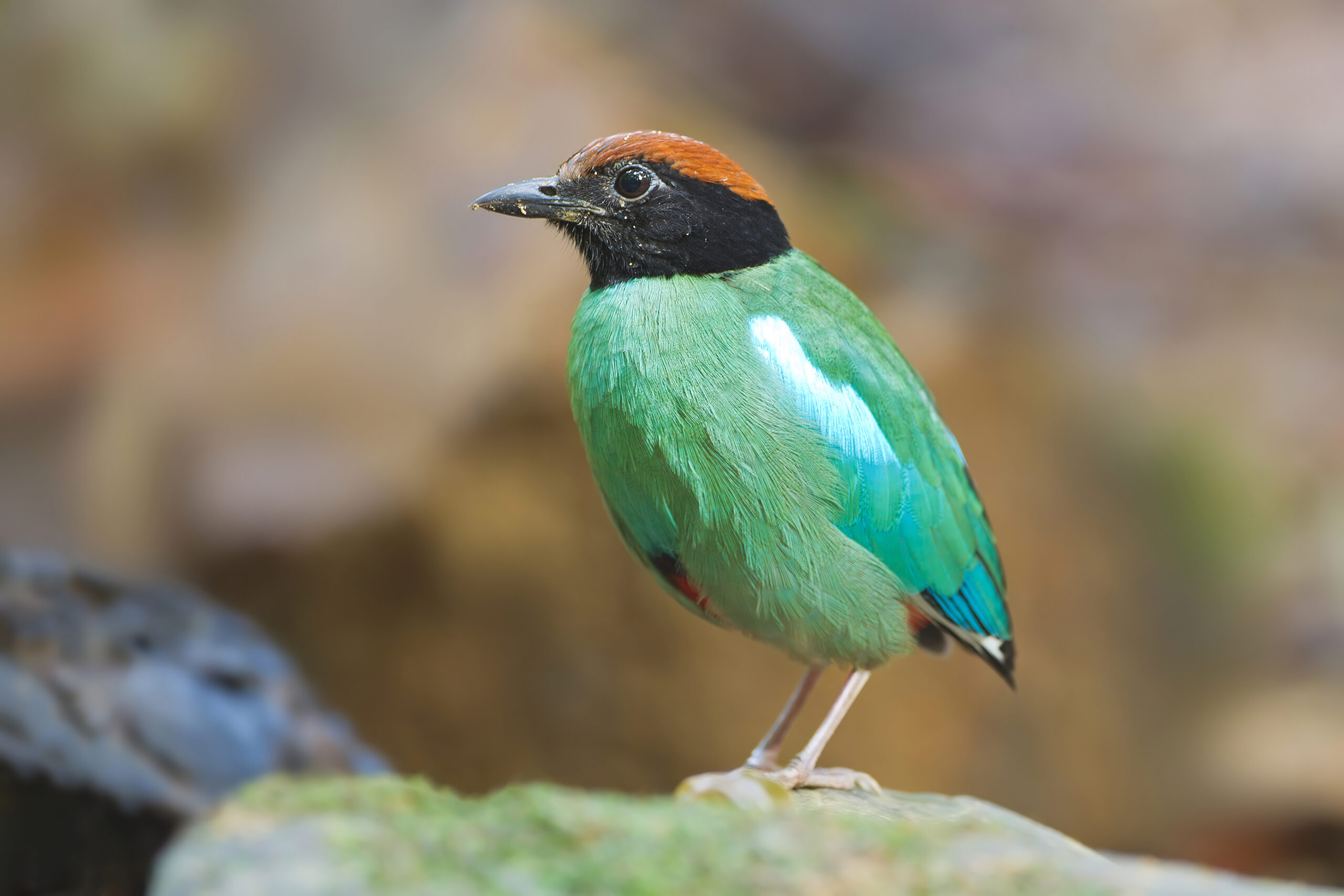 Big Six of Birding