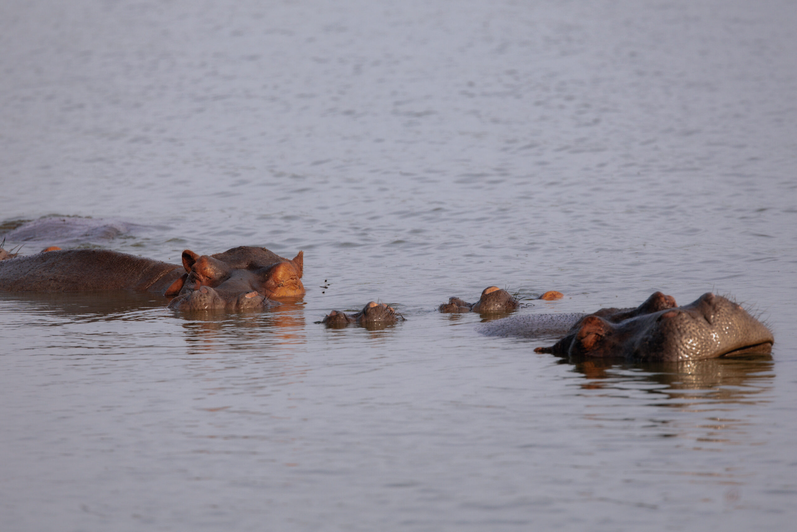 Day 7 — Lion tracking & Kazinga Channel Boat Cruise
