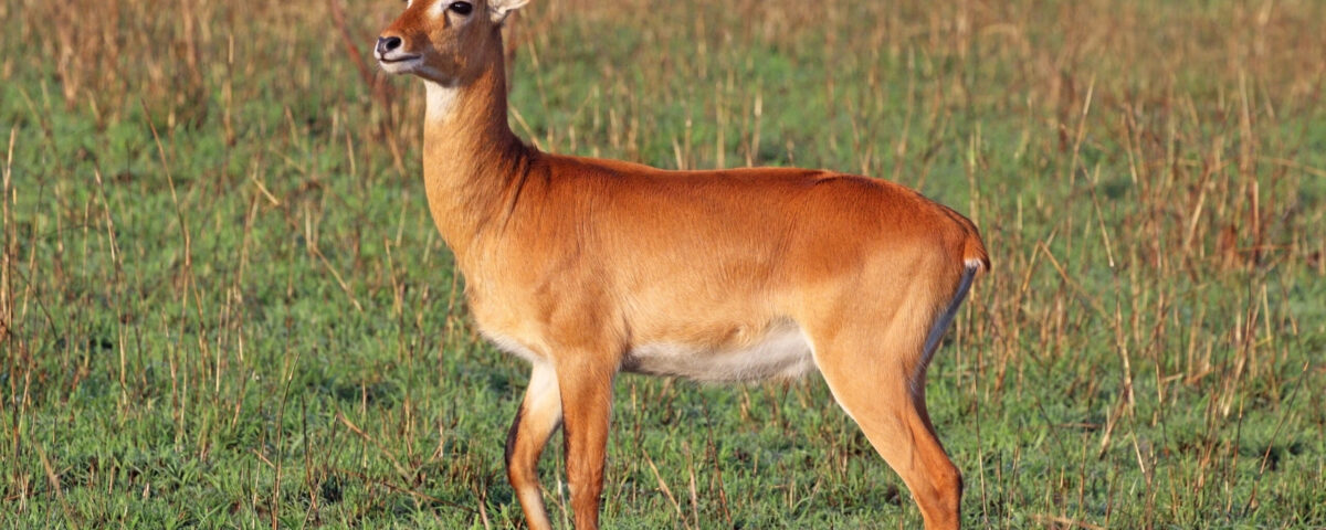 Lake Mburo: The Park That Never Sleeps