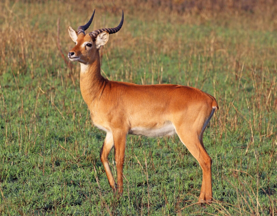Lake Mburo: The Park That Never Sleeps