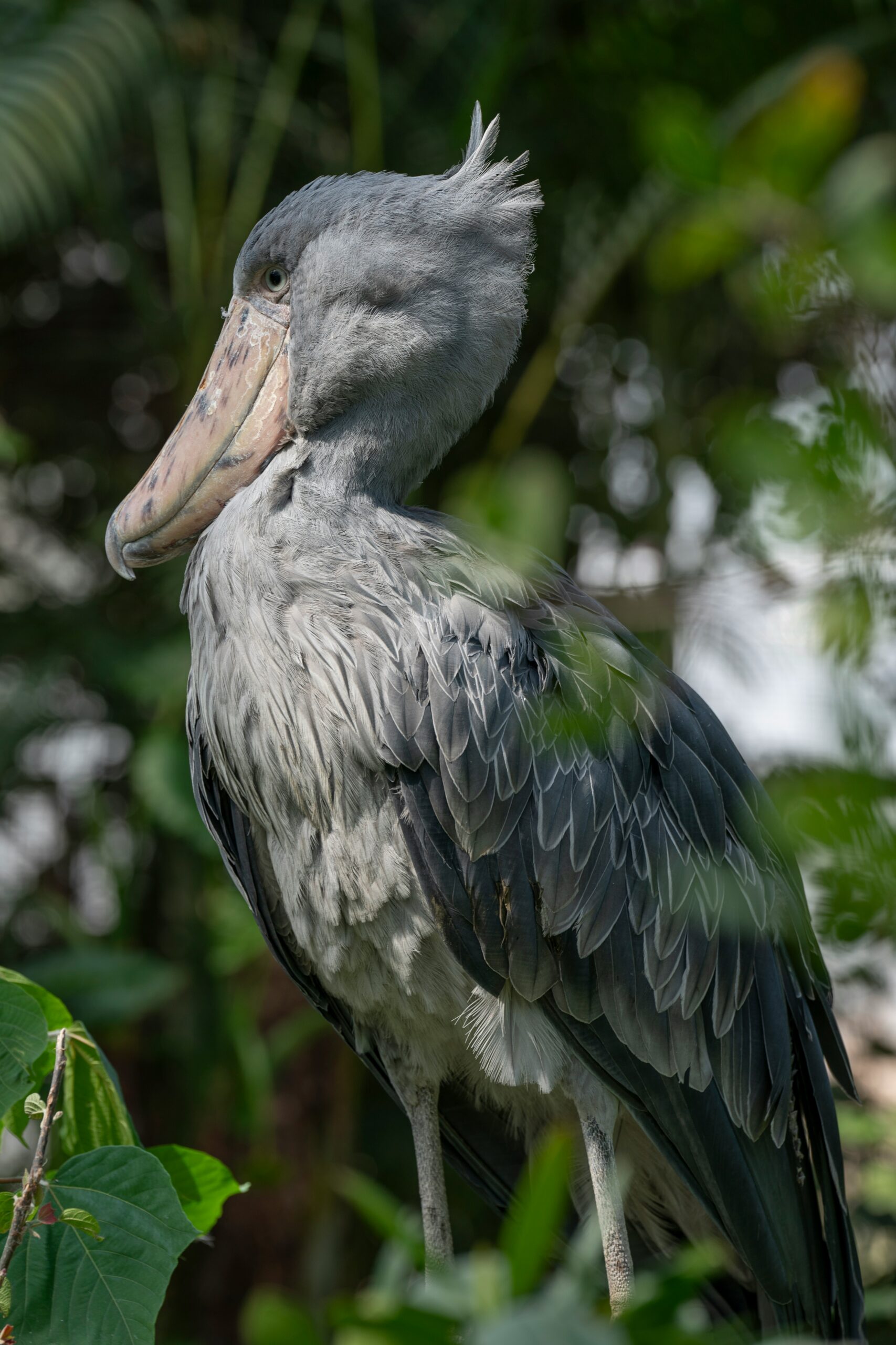 Big Six of Birding