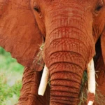 Uganda Safari 2026 Bwindi and Murchison Falls