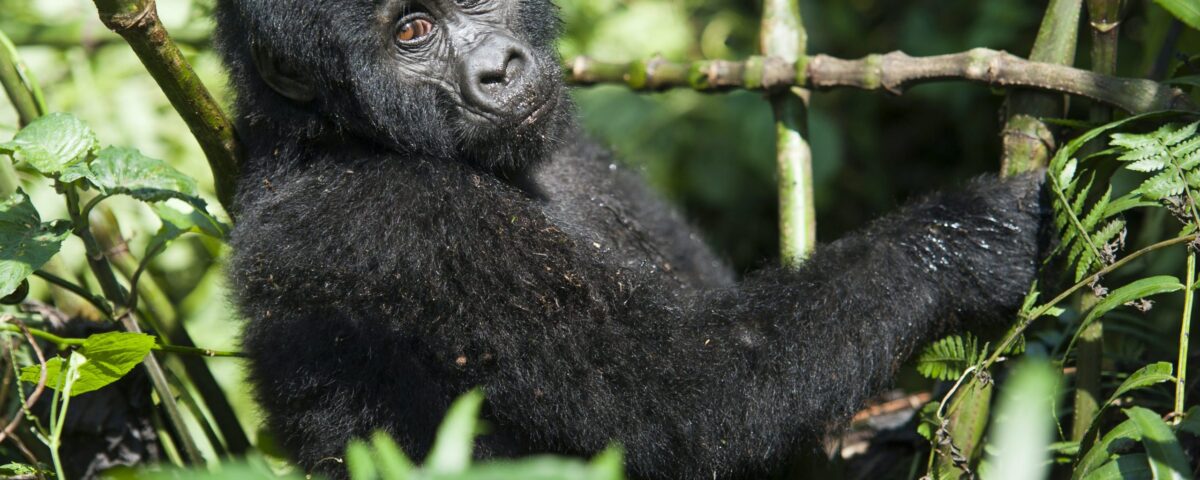 16-Day Tanzania Safari and Rwanda Gorilla Trekking