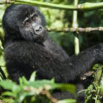 16-Day Tanzania Safari and Rwanda Gorilla Trekking