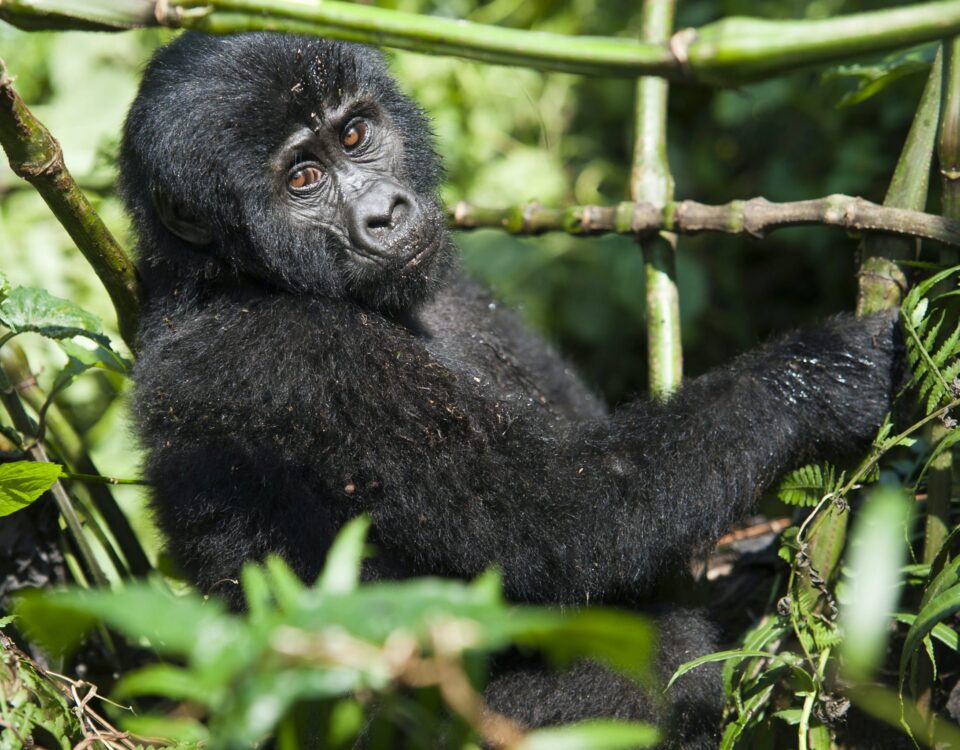 16-Day Tanzania Safari and Rwanda Gorilla Trekking