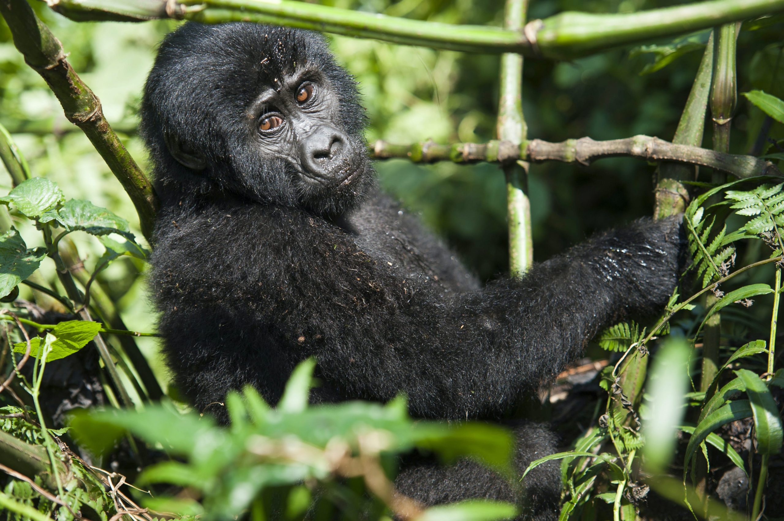 16-Day Tanzania Safari and Rwanda Gorilla Trekking