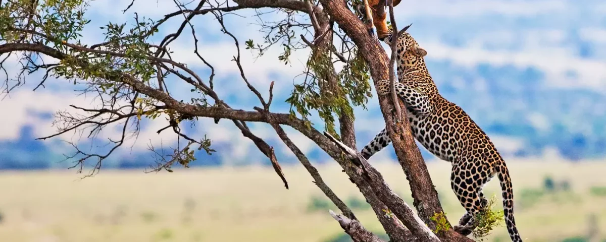 7-Day Kenya Wildlife Safari