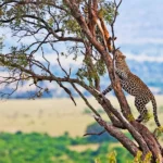 7-Day Kenya Wildlife Safari