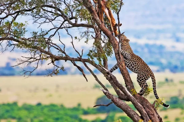 7-Day Kenya Wildlife Safari 7-Day Kenya Wildlife Safari